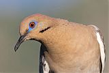 White-winged Doveborder=